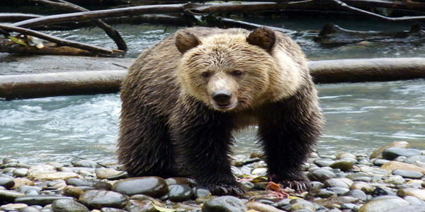 Photo of a grizzly infront of a river