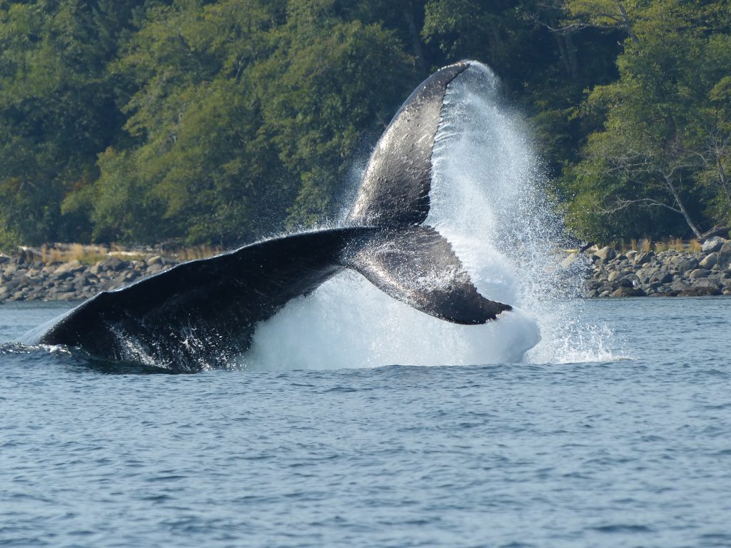 Whale/Wildlife Watching & Adventure Journey - Aboriginal Journeys ...