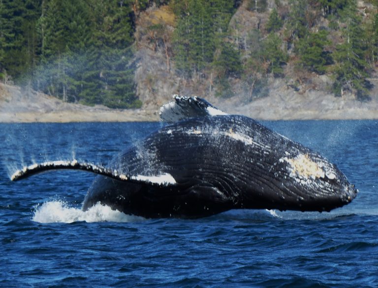 British Columbia Whale Watching Vancouver Island Orca Wildlife Viewing ...