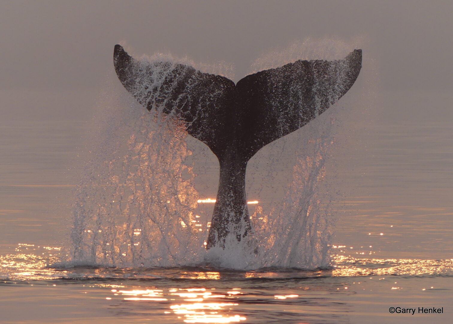 whale watching tours campbell river